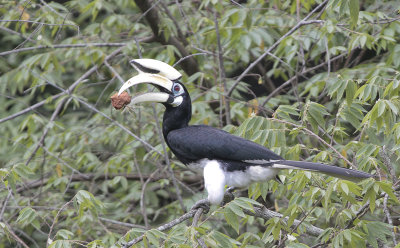 Oriental Pied Hornbill - Bonte Neushoornvogel