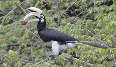 Oriental Pied Hornbill - Bonte Neushoornvogel