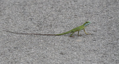 Green Crested Lizard