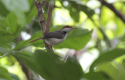 Rufous-tailed Tailorbird - Roodstaartsnijdervogel