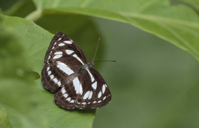 Common Sailer