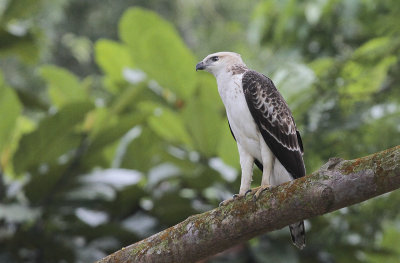 Changeable Hawk-Eagle - Indische Kuifarend