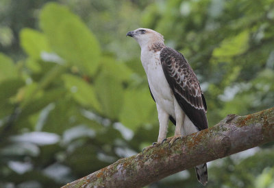 Changeable Hawk-Eagle - Indische Kuifarend