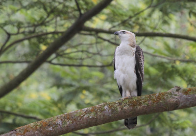 Changeable Hawk-Eagle - Indische Kuifarend