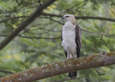Changeable Hawk-Eagle - Indische Kuifarend
