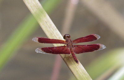 Neurothemis fluctuans