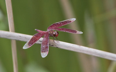 Neurothemis fluctuans