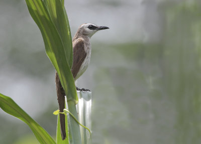Yellow-vented Bulbul - Wenkbrauwbuulbuul