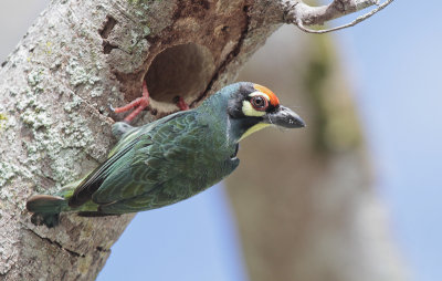 Coppersmith Barbet - Kopersmid