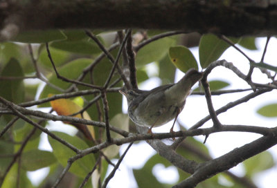 Arctic Warbler - Noordse Boszanger