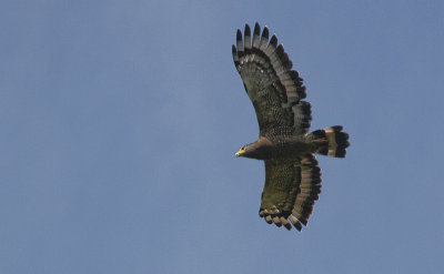 Crested Serpent Eagle - Indische Slangenarend