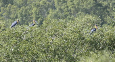 Lesser Adjutant - Javaanse Maraboe