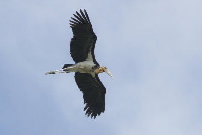 Lesser Adjutant - Javaanse Maraboe