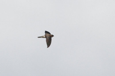 Germain's Swiftlet - Oustalets Salangaan
