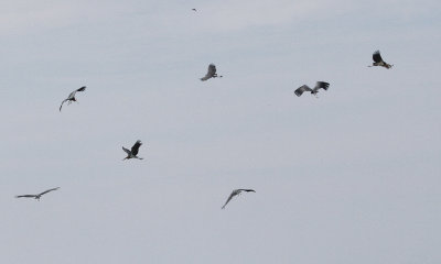 Lesser Adjutant - Javaanse Maraboe