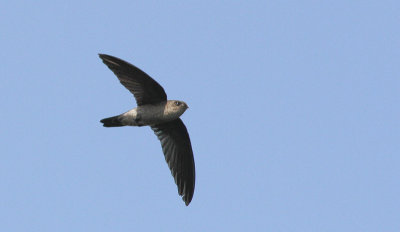 Germain's Swiftlet - Oustalets Salangaan