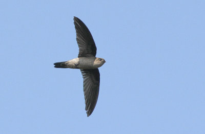 Germain's Swiftlet - Oustalets Salangaan
