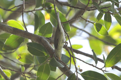 Arctic Warbler - Noordse Boszanger
