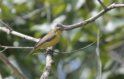 Olive-backed Sunbird - Olijfrughoningzuiger