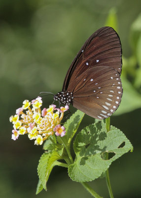 Euploea mulciber