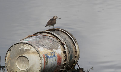 Common Sandpiper - Oeverloper
