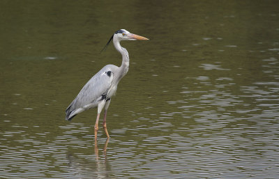 Grey Heron - Blauwe Reiger