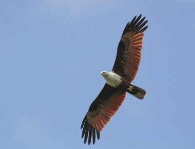 Brahminy Kite - Brahmaanse Wouw