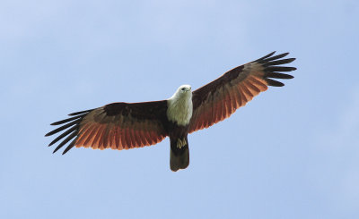 Brahminy Kite - Brahmaanse Wouw