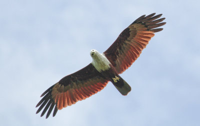 Brahminy Kite - Brahmaanse Wouw