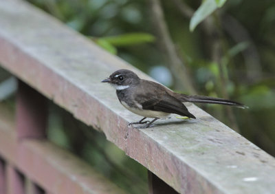 Malaysian Pied Fantail - Maleise Waaierstaart