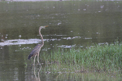 Purple Heron - Purperreiger