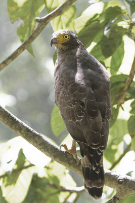 Crested Serpent Eagle - Indische Slangenarend