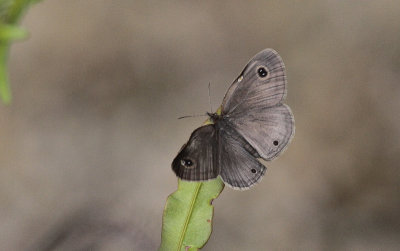 Butterfly sp.