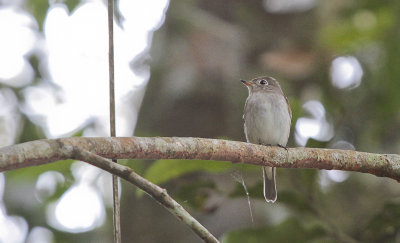 Asian Brown Flycatcher - Bruine Vliegenvanger