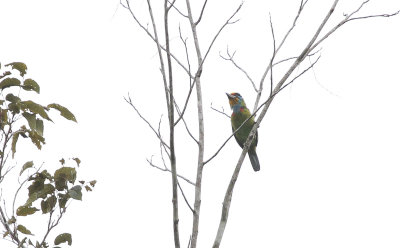 Black-browed Barbet - Zwartbrauwbaardvogel
