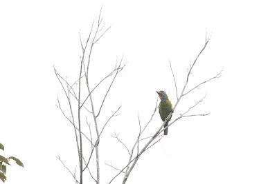 Black-browed Barbet - Zwartbrauwbaardvogel