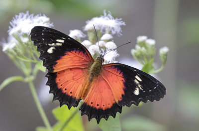 Danaus chrysippus chrysippus