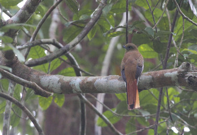 Orange-breasted Trogon - Groenkoptrogon