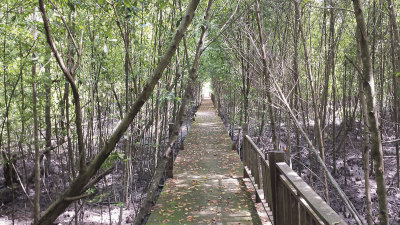 Mangrove walk - wandelpad door de mangrove