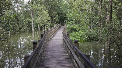 Mangrove walk - wandelpad door de mangrove