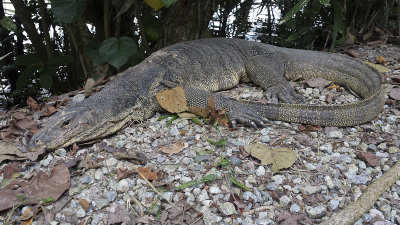 Water Monitor - Watervaraan