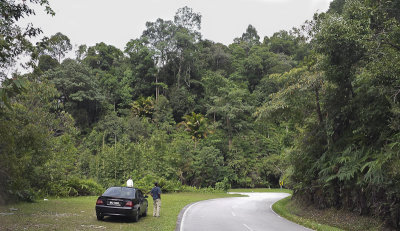 Birding in the rainforest - vogelen in het regenwoud