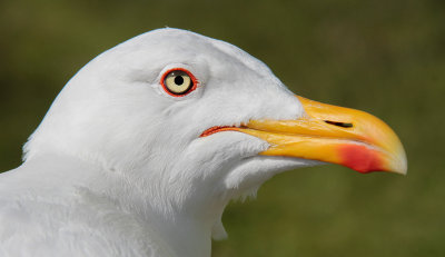 Kleine Mantelmeeuw