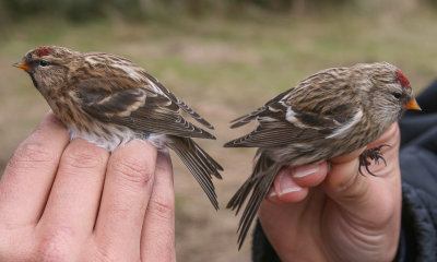 Links: Kleine Barmsijs, rechts: Grote Barmsijs