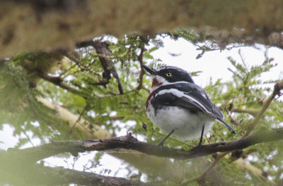 Chin-spot Batis - Witflankvliegenvanger