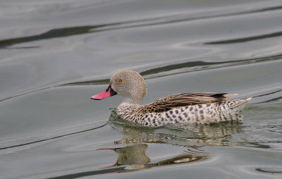Cape Teal - Kaapse Taling