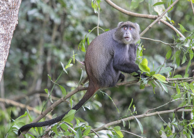 Zanzibar Sykess Monkey - Witkeelmeerkat