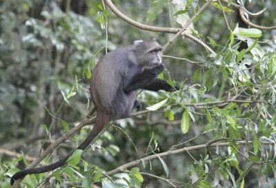 Zanzibar Sykess Monkey - Witkeelmeerkat