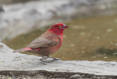 Red-billed Firefinch - Vuurvink