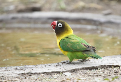 Yellow-collared Lovebird - Zwartmaskeragapornis